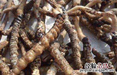 孕妇能吃冬虫夏草吗 孕妇能吃冬虫夏草吗初期