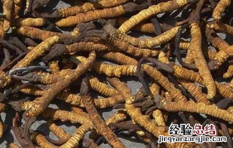 孕妇能吃冬虫夏草吗 孕妇能吃冬虫夏草吗初期