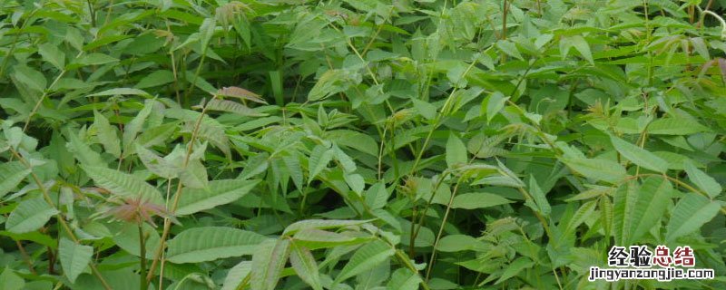 香椿树苗种植 香椿树苗种植几年才可以采摘香椿芽