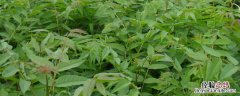 香椿树苗种植 香椿树苗种植几年才可以采摘香椿芽