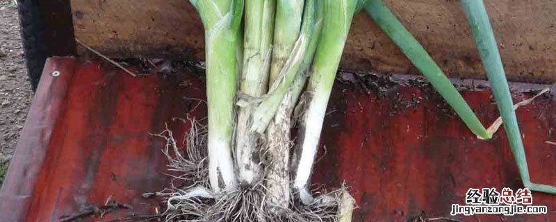 盆栽葱根的种植方法 葱根怎么种植
