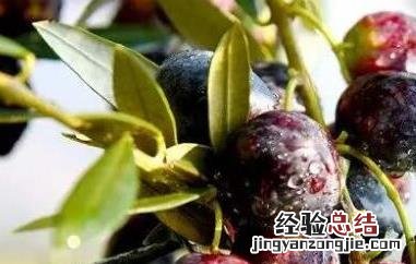 油橄榄怎么吃最好 油橄榄怎么吃最好减肥