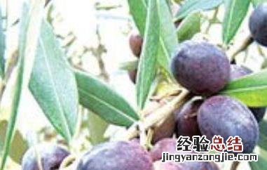 油橄榄怎么吃最好 油橄榄怎么吃最好减肥