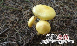 小黄蘑菇怎么做好吃窍门 小黄蘑菇的食用方法