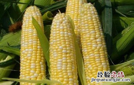 孕妇血糖高能吃玉米吗 血糖高能吃玉米吗