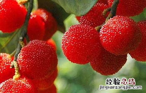 咳嗽可以吃杨梅吗 喉咙痛咳嗽可以吃杨梅吗