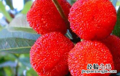 杨梅不能和什么一起吃 杨梅不能和什么一起吃,杨梅和什么相克