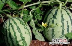 西瓜不能和什么一起吃 西瓜不能和什么一起吃 禁忌