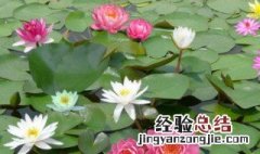 睡莲里可以养泥鳅吗 睡莲里可以养泥鳅吗视频