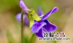 紫花地丁的花语是什么 紫花地丁象征着什么