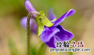 紫花地丁的花语是什么 紫花地丁象征着什么