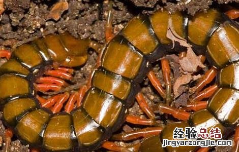 蜈蚣泡酒有哪些禁忌症 蜈蚣泡酒有哪些禁忌