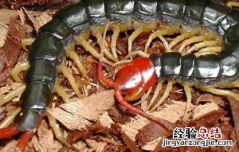 蜈蚣泡酒有哪些禁忌症 蜈蚣泡酒有哪些禁忌