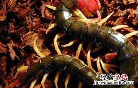 蜈蚣泡酒有哪些禁忌症 蜈蚣泡酒有哪些禁忌
