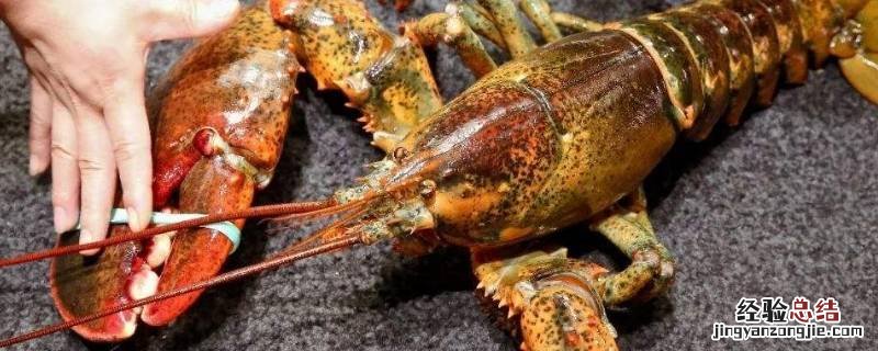 大波龙蒸几分钟 波龙蒸多少分钟