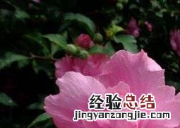 木槿花黄叶子怎么回事 木槿花出现黄叶怎么办