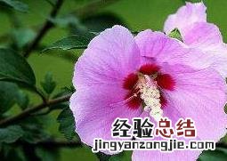 木槿花黄叶子怎么回事 木槿花出现黄叶怎么办
