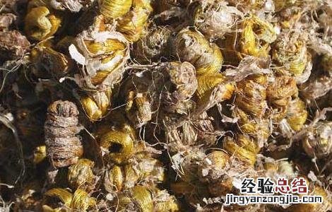 铁皮石斛的作用和禁忌 铁皮石斛有哪些禁忌