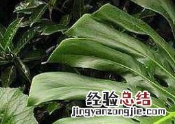 狮子尾的功效与作用甘草 狮子尾的功效与作用
