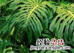 狮子尾的功效与作用甘草 狮子尾的功效与作用