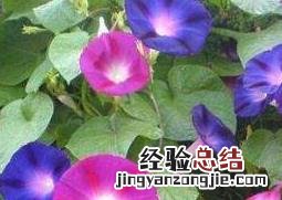 牵牛花的功效与作用及食用方法 牵牛花的功效与作用