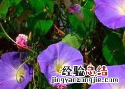 牵牛花的功效与作用及食用方法 牵牛花的功效与作用