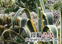 龙舌兰的药用价值与药用功效 龙舌兰有什么药用