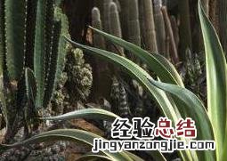 龙舌兰的药用价值与药用功效 龙舌兰有什么药用