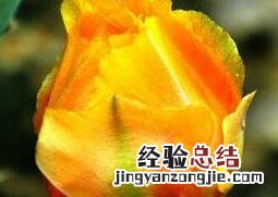 仙人掌花的作用与功效 仙人掌花的作用与功效适合什么人