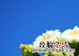 仙人掌花的作用与功效 仙人掌花的作用与功效适合什么人