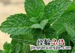 驱蚊草有用吗 驱蚊草有用吗?放在室内养可以吗?对人体有害吗?