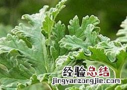 驱蚊草有用吗 驱蚊草有用吗?放在室内养可以吗?对人体有害吗?