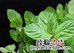 猫薄荷和薄荷有啥区别 猫薄荷和薄荷的区别