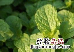 猫薄荷和薄荷有啥区别 猫薄荷和薄荷的区别