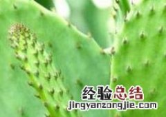 仙人掌捣碎的功效与作用图片 仙人掌捣碎的功效与作用