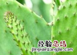 仙人掌捣碎的功效与作用图片 仙人掌捣碎的功效与作用