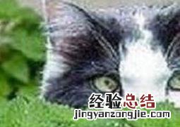 猫薄荷是什么植物 猫薄荷是什么