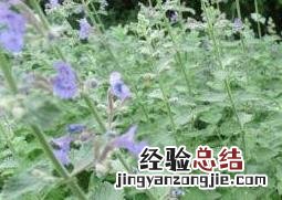 猫薄荷是什么植物 猫薄荷是什么