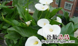 马蹄莲花适合放卧室吗 马蹄莲适合放卧室吗