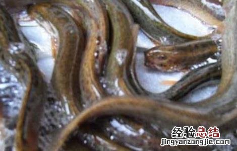 哪些人不适合吃泥鳅 哪些人不适合吃泥鳅鱼粥