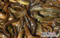 哪些人不适合吃泥鳅 哪些人不适合吃泥鳅鱼粥