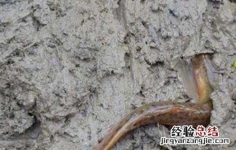 哪些人不适合吃泥鳅 哪些人不适合吃泥鳅鱼粥