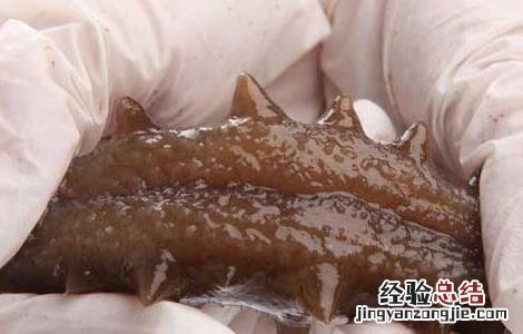 海参哪些人不宜吃海参 哪些人不能吃海参