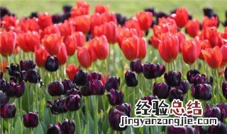 郁金香送什么人合适 郁金香可以送什么人