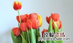 郁金香开完花可以不挖出来吗视频 郁金香开完花可以不挖出来吗