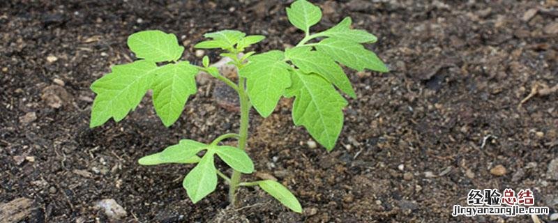 番茄苗的种植全过程 盆栽番茄苗的种植全过程
