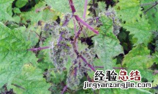 红活麻的功效与作用 红活麻有什么功效与作用