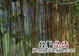 锦屏藤适合家庭种植吗 锦屏藤可以在家养吗