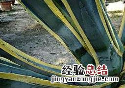 金边龙舌兰的功效与作用及药用价值 金边龙舌兰的功效与作用及药用价值图片