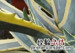金边龙舌兰的功效与作用及药用价值 金边龙舌兰的功效与作用及药用价值图片